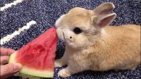 台湾网红小兔子吃瓜视频,揭秘网红幕后生活